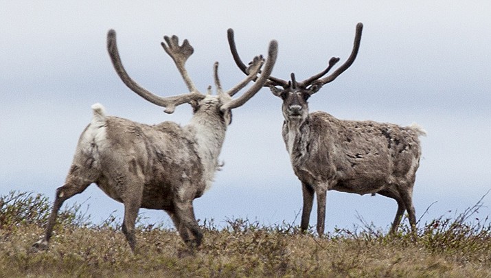 The mayor of the closest town to a new Alaska oil project is worried that it will disrupt the caribou migration and residents’ subsistence lifestyle. (Photo by Bureau of Land Management, public domain, https://bit.ly/3Fm2NxS)