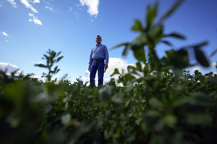 Tom Brundy stands among alfalfa on one of the fields at his farm Tuesday, Feb. 28, 2023, near Calexico, Calif. Brundy, an alfalfa grower in California's Imperial Valley, thinks farmers reliant on the shrinking Colorado River can do more to save water and use it more efficiently. But one practice that's off-limits for Brundy is fallowing — leaving fields unplanted to spare the water that would otherwise irrigate crops. (Gregory Bull/AP)
