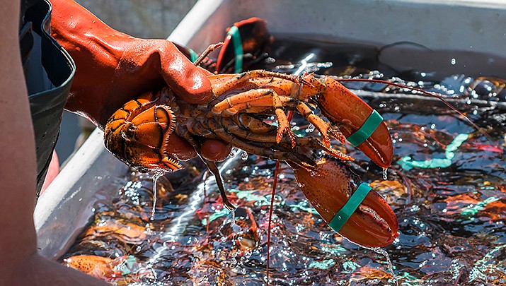 The Maine lobster industry is suing an aquarium country for recommending that seafood customers avoid buying a variety of lobster due to sustainability concerns. (Adobe image)