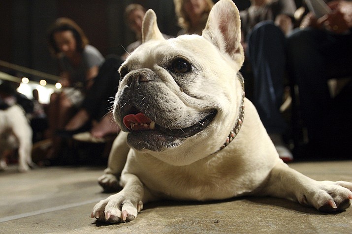 Lola, a French bulldog, lies on the floor prior to the start of a St. Francis Day service at the Cathedral of St. John the Divine, Oct. 7, 2007, in New York. The American Kennel Club announced Wednesday, March 15, 2023 that French bulldogs have become the United States' most prevalent dog breed, ending Labrador retrievers' record-breaking 31 years at the top. (Tina Fineberg/AP, File)