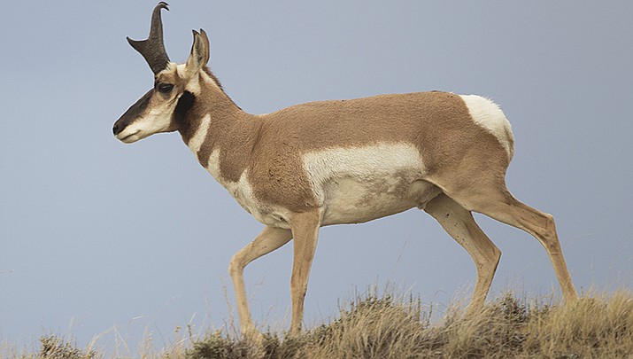 The results of Arizona’s pronghorn and elk game tag draws are now available on hunter’s individual Arizona Game and Fish Department portals. (Photo by Yathin S Krishnappa, cc-by-sa-3.0, https://bit.ly/3LB4XOa)