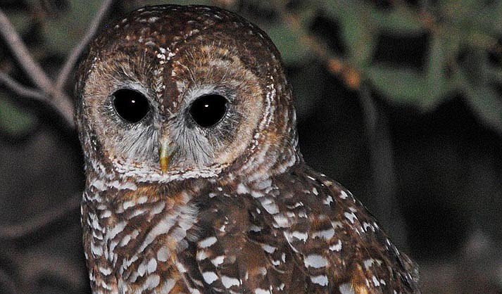 Mexican Spotted Owl (Courtesy/ Northern Arizona Audobon Society)