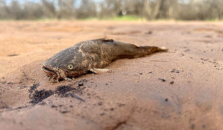 Fish stranded on the shore of the Verde River at Dead Horse Ranch State Park near the Verde River Greenway Trail after the recent floods. (VVN/Vyto Starinskas)