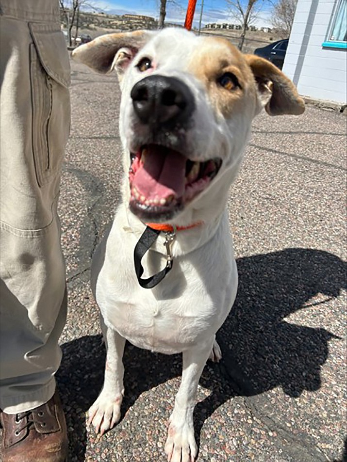 Draco is a handsome 6-year-old Terrier/American Pit Bull mix. (Courtesy photo)