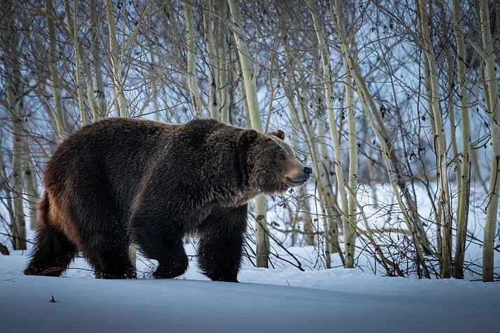 Male grizzlies are beginning to emerge right on schedule in Yellowstone and Grand Teton National Parks. (Photo/NPS)