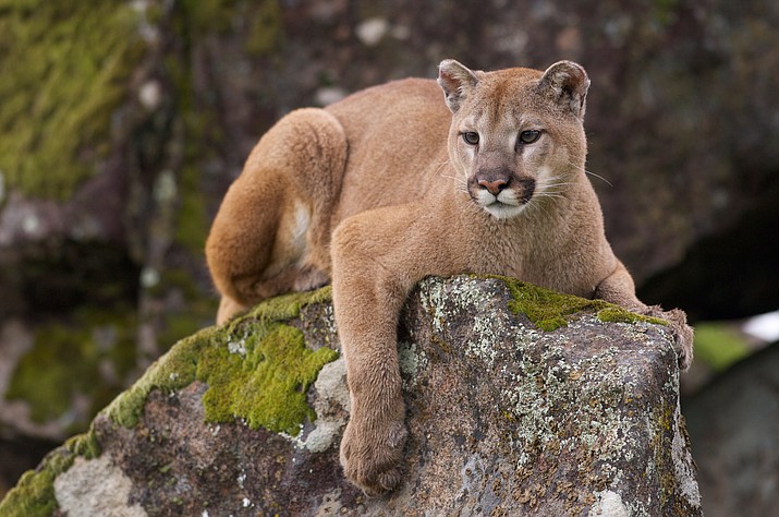 Colorado wildlife officials said a mountain lion may identified the man's head, which was at ground level, for prey but didn't recognize the hot tub. (Stock photo)