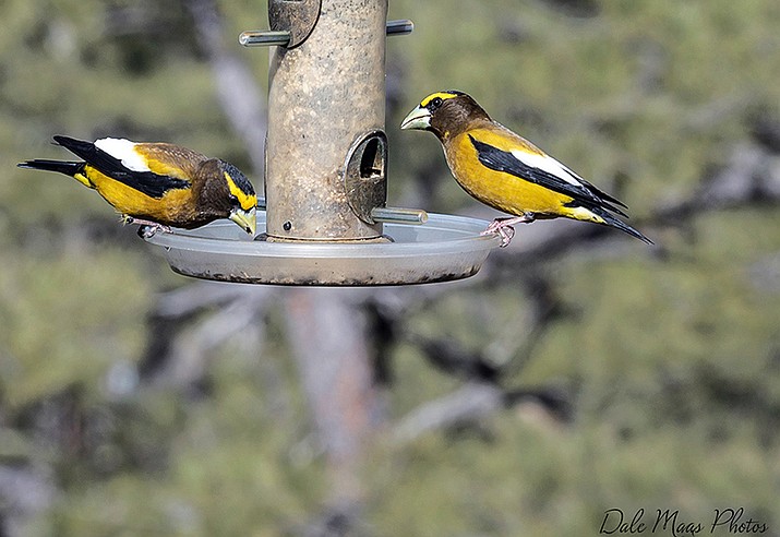 There have been several sightings of evening grosbeaks in the Prescott area over the last few weeks. (Dale Maas/Courtesy)