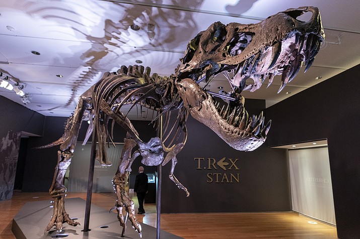 Stan, one of the largest and most complete Tyrannosaurus rex fossil discovered, is on display, Tuesday, Sept. 15, 2020, at Christie's in New York. The teeth on T. rex and other big theropods were likely covered by scaly lips, concludes a study published Thursday, March 30, 2023, in the journal Science. The dinosaur's teeth didn't stick out when its mouth was closed, and even in a wide open bite, you might just see the tips, the scientists found. (Mary Altaffer/AP, File)