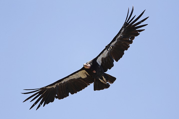 20 California condors in Arizona, Utah died from avian flu | The Daily ...