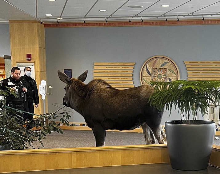 In this Thursday, April 6, 2023, image provided by Providence Alaska, a moose stands inside a Providence Alaska Health Park medical building in Anchorage, Alaska. The moose chomped on plants in the lobby until security was able to shoo it out, but not before people stopped by to take photos of the moose. (Providence Alaska via AP)