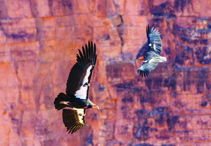 Three California condors in the Arizona-Utah flock were recently found dead. Each tested positive for HPAI. (Photo/Peregrine Fund)