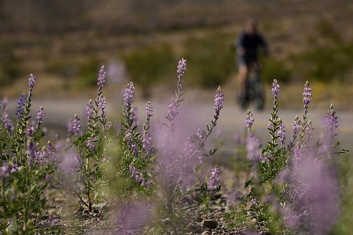 A man rides a bike by blooming wildflowers April 13 in the Lake Mead National Recreation Area in Arizona. (John Locher/AP)