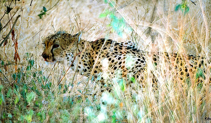 Cheetah photograph by Larry Kane