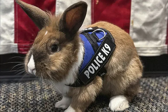 This undated photo provided by Yuba City Police Department shows Yuba City Police "wellness officer" Percy, a rabbit who was rescued in 2022, in Yuba City, Ariz.. The Yuba City Police Department announced Friday, April 7, 2023, the rabbit's promotion to the rank of "wellness officer" just days before Easter Sunday. The bunny is named Percy because it was found on Percy Avenue, in Yuba. (Yuba City Police Department via AP)