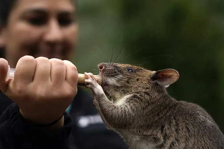San Diego Zoo wildlife care specialist Lauren Credidio provides a treat to Runa, an African giant pouched rat, after she searched and found a pouch of chamomile tea during a presentation at the zoo Thursday, April 13, 2023, in San Diego. Runa weekly in demonstrations at the zoo to show how her keen sense of smell can be used to find everything from illegal shipments of wildlife to landmines. The organization that trained Runa has started providing the rats to U.S. zoos with the hope of changing the public's perception of the animals. (AP Photo/Gregory Bull)