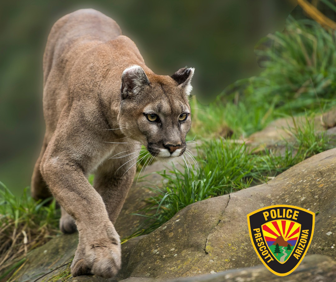 reports-of-mountain-lions-continue-as-prescott-animal-control-advises