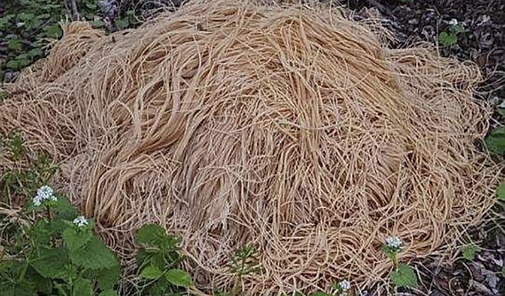 This photo provided by Nina Jochnowitz shows hundreds of pounds of pasta that was dumped near a stream in Old Bridge, N.J., on Friday, April 28, 2023. Old Bridge Mayor Owen Henry said Friday, May 5, that the spaghetti, noodles and macaroni was cleaned up last week by public works crews, shortly after officials learned about the oodles of noodles that quickly drew national attention when photos of the pasta were posted on social media. (Nina Jochnowitz via AP)