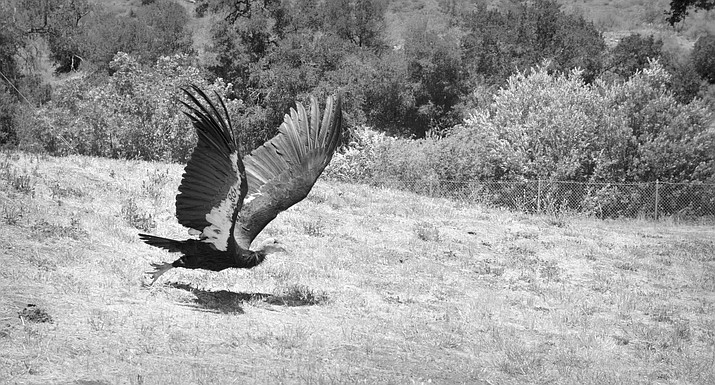 Twenty critically-endangered California condors have dies since March, with half testing positive for avian flu. (Photo/USFWS)