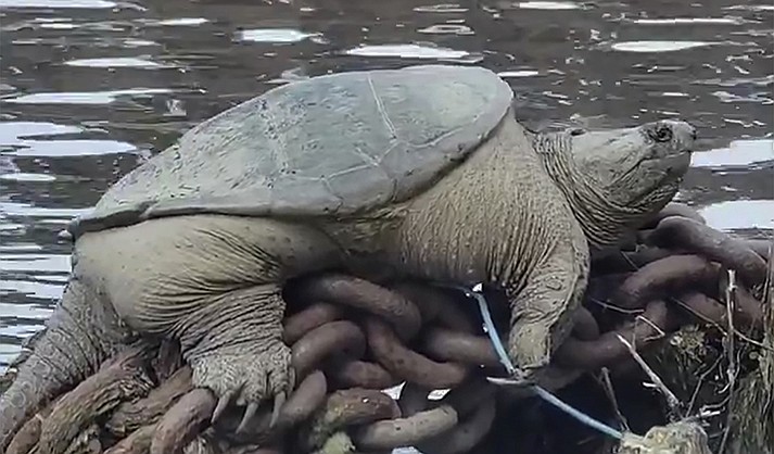 This photo provided by Joey Santore shows a snapping turtle relaxing along a Chicago River. Footage of the plump snapping turtle relaxing along a Chicago waterway has gone viral after Joey Santore, who filmed the well-fed reptile, marveled at its size and nicknamed it “Chonkosaurus." (Joey Santore via AP)