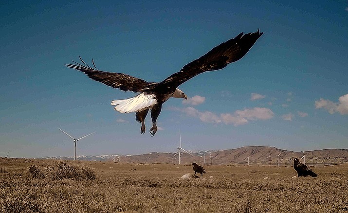 This trail camera still image provided Mike Lockhart shows a bald eagle is seen landing on a trap set by a researcher, on April 30, 2023, near Medicine Bow, Wyo. A captive eagle used as a lure is seen to the right The trap was set by researcher Mike Lockhart. The U.S. Fish and Wildlife Service allows some wind farms to kill eagles under a government permit program. (Mike Lockhart via AP)