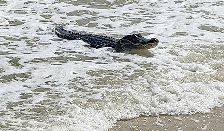 n alligator swims up to the beach on Dauphin Island, near Mobile, Ala., Sunday, May 7, 2023. (Matt Harvill via AP)