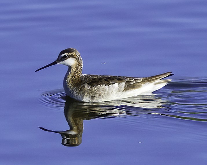 A single Wilson's phalarope was observed at Watson Lake this past weekend. (Cathy Severson/Courtesy)