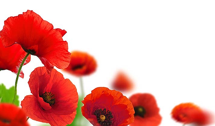 Memorial Day: The History of the Poppy