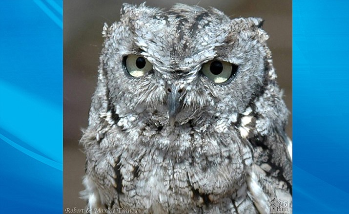 Finding a western screech owl is like finding a needle in a haystack (The Lookout/Courtesy)
