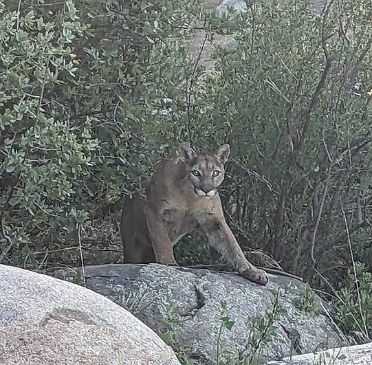 Pictured is a mountain lion taken by a Prescott resident who saw it Wednesday morning, May 31, 2023, in his backyard. (Luther Kraxberger/Courtesy)