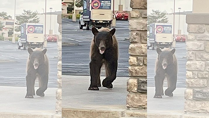 This bear was sighted early Sunday morning, June 4, 2023, in the neighborhoods surrounding the Safeway store on Highway 69 in Prescott Valley, the town government reported on social media today. (Courtesy photo)