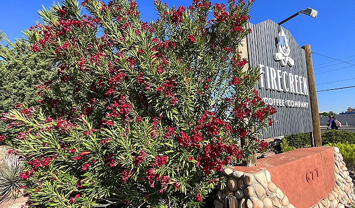 To recognize Firecreek Coffee Co., the city council will have a special presentation at its pre-meeting Tuesday, June 6, 2023, at 5:30 p.m. (VVN/Vyto Starinskas)