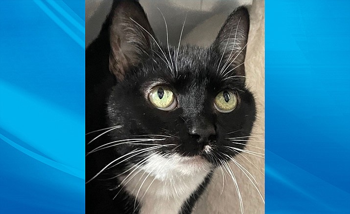 Porsche is a 12-year-old black and white shorthair who is in excellent health and has good teeth. (Courtesy photo)