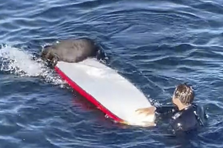 This image from video provided by TMX shows an encounter between a female otter and a surfer off the coast of Santa Cruz, Calif., on Sunday, July 9, 2023. California wildlife officials are trying to capture and rehome the otter. (Hefti Brunhold/Amazing Animals+/TMX via AP)