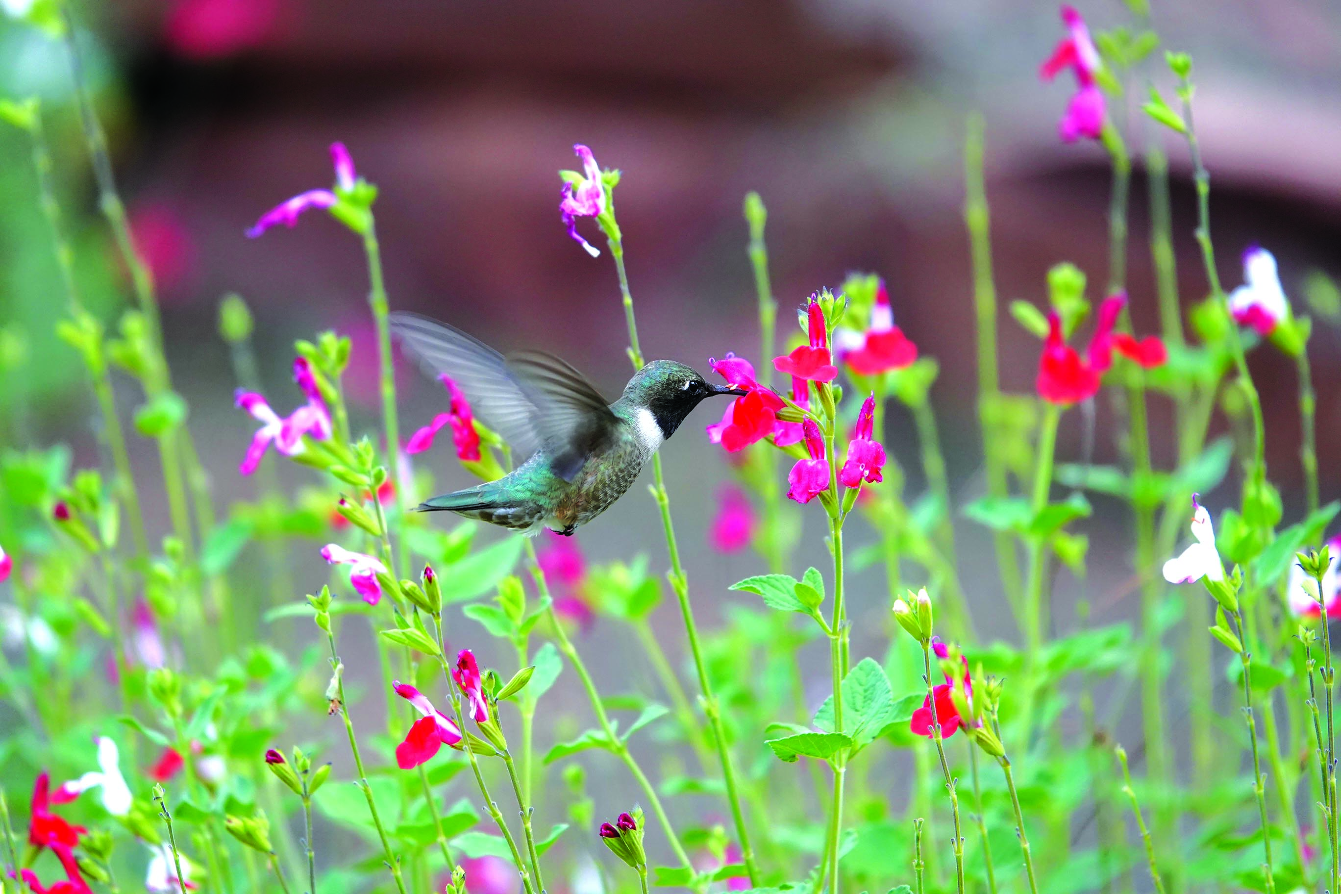 Sedona, the most beautiful place in Arizona to see hummingbirds | Kudos AZ