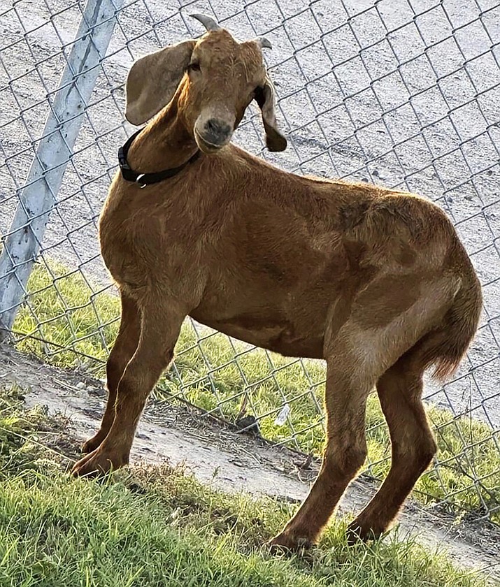 This photo provided by the Willacy County Livestock Show and Fair shows a rodeo goat named Willy, who went missing on July 15, 2023, in a rural South Texas county. The search for Willy has residents enthralled as they're using horses, ATVs and even contemplating using a helicopter to locate the missing animal. (Alma Barron/Willacy County Livestock Show and Fair via AP)