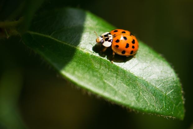 the-symbolism-behind-ladybugs-and-what-their-colors-mean-plus-what-to