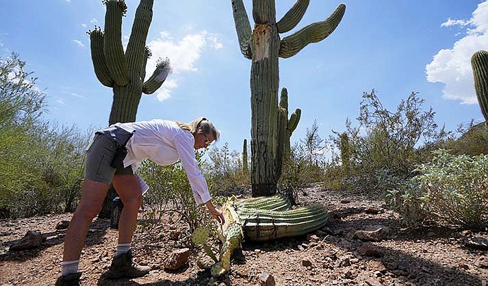 Kristen Kindl, Living Collections Coordinator at the Desert Botanical Garden, examines a damaged saguaro cactus after multiple arms dropped off the cactus at the Desert Botanical Garden Wednesday, Aug. 2, 2023, in Phoenix. (AP Photo/Ross D. Franklin)