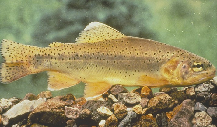 The Apache Trout is a species of freshwater fish whose listing status has been “threatened” for nearly 50 years. (USFWS)