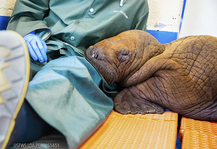 In this photo provided by the Alaska SeaLife Center, a Pacific walrus pup rests his head on the lap of a staff member after being admitted to the center's Wildlife Response Program in Seward, Alaska, on Tuesday, Aug. 1, 2023. A walrus calf found on its own miles from the ocean on Alaska’s North Slope last week and who received cuddles as part of his care after being rescued died on Friday, Aug. 11, 2023. (Kaiti Grant/Alaska SeaLife Center via AP, File)