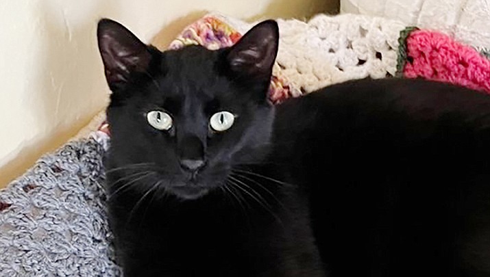 Ricky is a 2-year-old, friendly black male. (Courtesy photo)