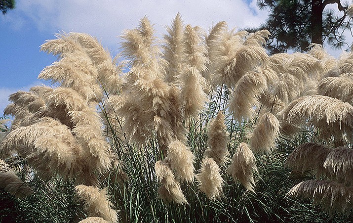 This undated image provided by John Ruter shows pampas grass (Cortaderia selloana), an invasive, nonnative plant that is highly-flammable. (John Ruter, University of Georgia, Bugwood.org)