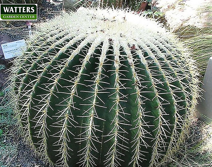 Barrel Cactus is known for its beauty in the Southwest landscape; flowers and fruit are edible, but don’t try to extract water from them (myth). (Courtesy)