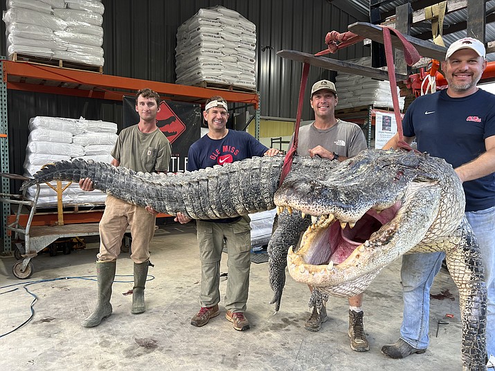 This photo provided by Red Antler Processing shows the alligator sport hunting team made up of, from left, Tanner White, tag-holder Donald Woods, Will Thomas and Joey Clark as they hoist, with the help of a forklift, the longest alligator officially harvested in Mississippi, Saturday, Aug. 26, 2023, at Red Antler Processing in Yazoo City, Miss. The male alligator weighed 802.5 pounds and measured 14 feet, 3 inches long, and its length broke the state record as the longest alligator ever caught, according to the Mississippi Department of Wildlife, Fisheries and Parks. (Shane Smith/Red Antler Processing via AP)