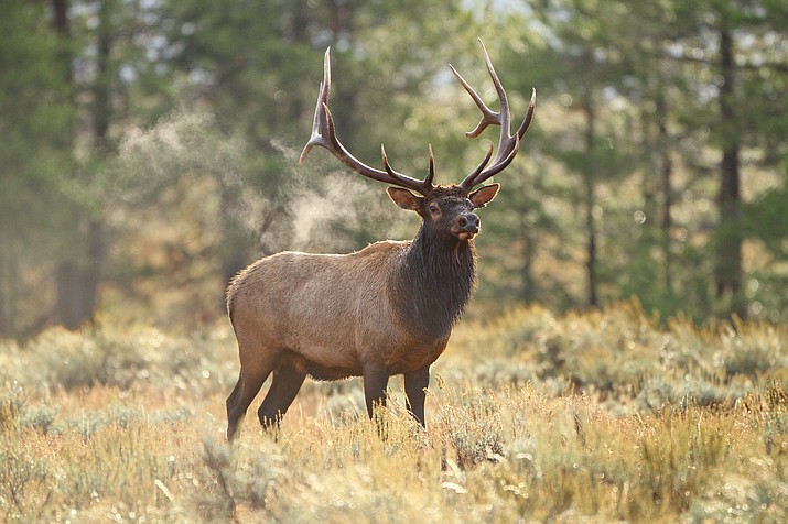 The 9th Circuit Court of Appeals rejected a bid by the Center for Biological Diversity to order the U.S. Forest Service to ban the use of the ammo in the Kaibab National Forest. (Stock photo)