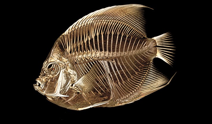 This image provided by the Denver Zoo on Monday, Sept. 4, 2023, shows a CT scan of a French angelfish. A zoo worker noticed the blue and yellow fish was swimming with a tilt. The seven-inch fish was sedated, balanced on a sponge and had water poured over its gills to keep it alive as the CT scan took place. Inflamed intestines were causing increased internal gas affecting the fish’s buoyancy. Zoo spokesperson Jake Kubie said Sunday, Sept. 3, that the fish was treated with antibiotics and is again swimming upright. (Denver Zoo via AP)