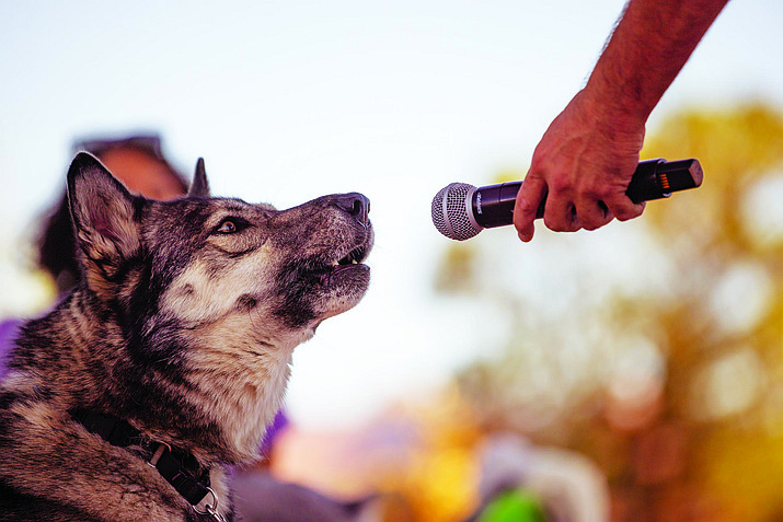 A German shepherd participating in the ‘Bark and Howling Contest’ at WagFest 2022 (Photo by: Bud Ellis Photography)