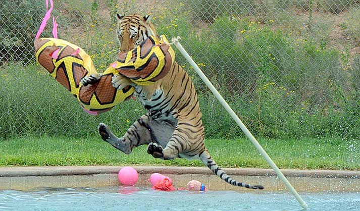 Zarah, a female Bengal tiger, plays in the Tiger Splash at Out of Africa Wildlife Park on Wednesday, Sept. 13, 2023. (VVN/Vyto Starinskas)