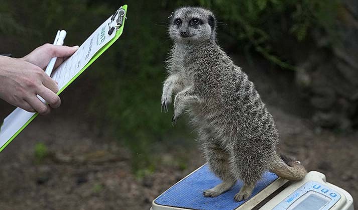 Frank the Meerkat is weighed during London Zoo’s Annual Weigh In, Thursday, Aug. 24, 2023. (AP Photo/Kirsty Wigglesworth)