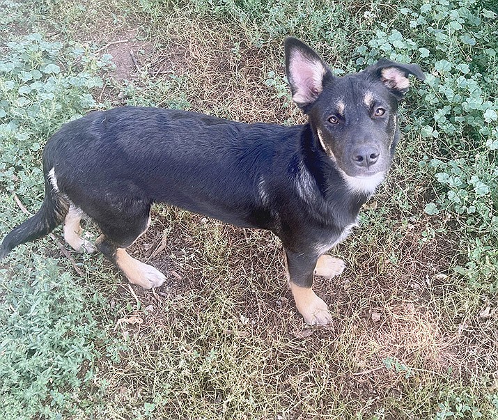 Ursula is a 4-month-old German Shepherd mix dog. (Courtesy photo)