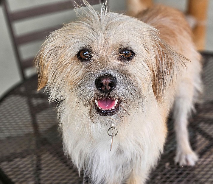 Tara is a 3-year-old terrier who will charm her way into your heart. (Courtesy photo)
